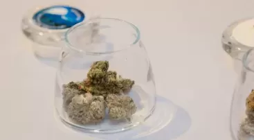 Marijuana Use Linked to Increased Risk of Heart Attack and Stroke, Study Finds
